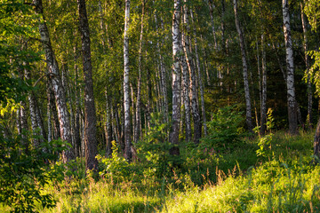 Fototapeta na wymiar Secluded birch grove in summer, green landscape 