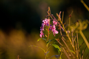 Wild fireweed blooming in July in a wild field
