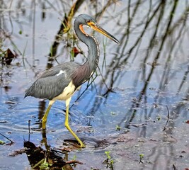 A single Tricolored heron desperate to find it's next meal while traipsing through the shallow waters of the pond.