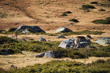 mountain goat on the rock