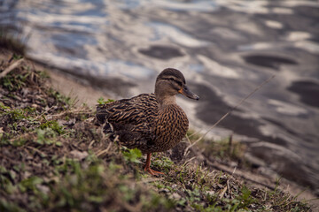 female mallard duck
