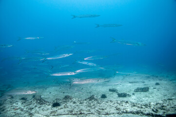 Fototapeta na wymiar School of Blackfin barracuda (Sphyraena qenie) in the Temple dive spot, Marianne island, Seychelles