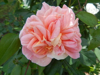 pink rose flower