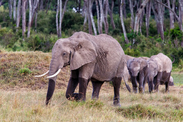 Obraz premium Elephant herd walking in a small swamp area in the forest on the borders of the Mara river in the Masai Mara National Park in Kenya 