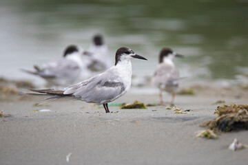 Common terns standing on a backwater shore 