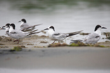 Common terns standing on a backwater shore 