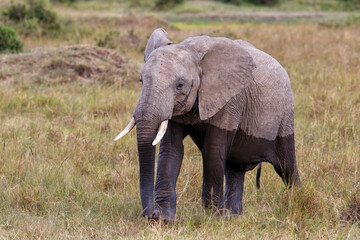 Fototapeta na wymiar Elephant walking in a small swamp area in the forest on the borders of the Mara river in the Masai Mara National Park in Kenya