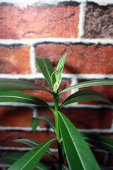 A young indoor oleander with emerging buds.