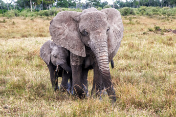 Elephant mother and calf walking in a small swamp area in the forest on the borders of the Mara river in the Masai Mara National Park in Kenya