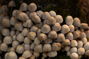 mushroom