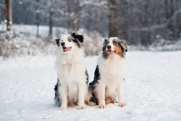  Two australian shepherd sitting in winter forest. Frozen plants.