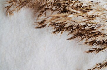 Pampas grass on a background of beige knitted fabric. Sweater texture. Nature. Wallpaper. Space for...