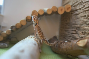 Baby of bearded agama dragon is sitting on log in his terrarium, side view. Exotic domestic animal, pet. The content of the lizard at home.