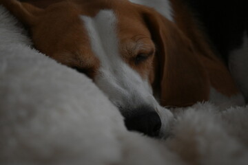 beagle dog sleeping