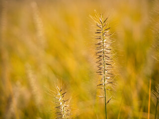 Fox tail grass or bristlegrass in a blurred background