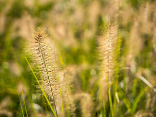 Fox tail grass or bristlegrass in a blurred background
