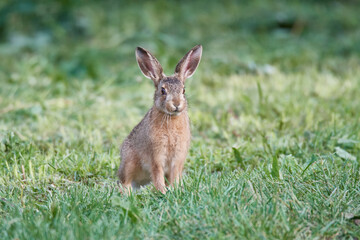 Wildkaninchen in urbaner Umgebung
