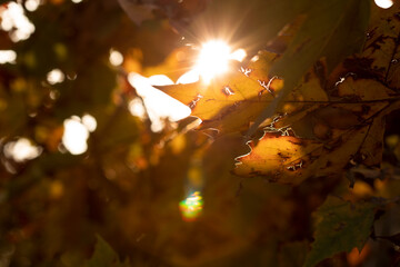autumn leaves in the sun