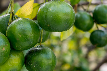 Green unripe mandarins tangerines fruits hanging from the tree branches