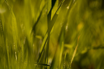green wheat field