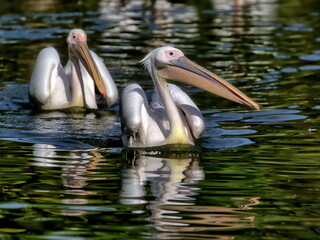 Two Great white pelicans floating in the pond. Pelecanus onocrotalus.