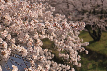 桜と川