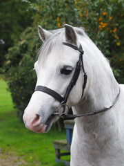 Obraz premium Childs Pony Headshot