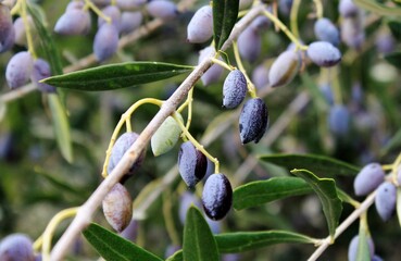 Olives on olive tree branch in Athens, Greece.