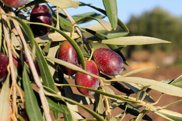 Olives on olive tree branch in Athens, Greece.