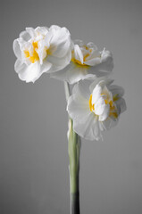 Narcissus yellow flowers on gray background, botanical, spring time. Easter season. Trendy colors 2021.
