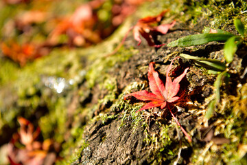 紅葉