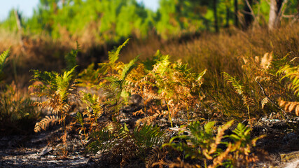 Magnifique décor forestier aux teintes automnales, en pleine période estivale
