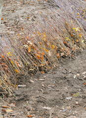 A lot of forest trees ready to for plantation in ground