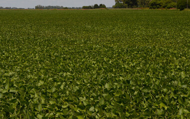 green soybean plantation