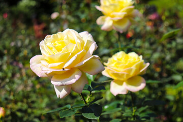 バラ ローズ 薔薇 黄色 美しい ガーデン