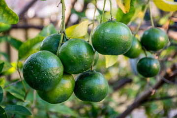 Green unripe mandarins tangerines fruits hanging from the tree branches