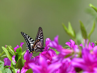 ツツジの花の蜜を吸うアゲハ蝶