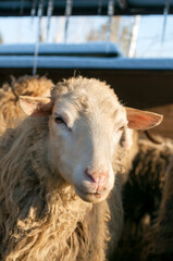 Goats eat hay on a Sunny day behind the fence. Two white house goats with ropes around their necks
