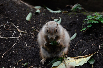 プレーリードッグ