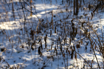dried grass in the snow