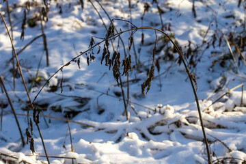 Fototapeta na wymiar grass in the snow