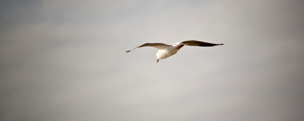 Seagull gliding
