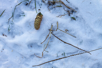 fir cones in the snow