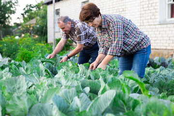 family mature farmers take care of cabbage in the garden