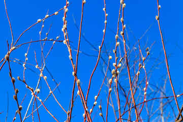 Pussy willow branch at early spring