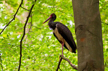 Black stork (Ciconia nigra) adult sitting in beech tree (Fagus sylvatica), Hesse, Germany