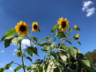 sunflowers with blue sky and clouds