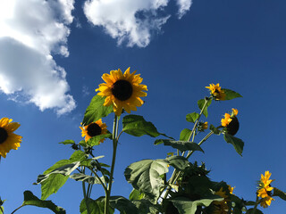 sunflowers with blue sky and clouds