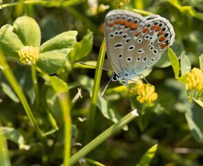 butterfly on a flower