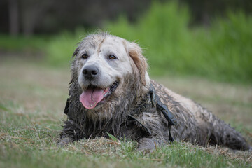 Dirty, muddy golden retriever dog sitting on the grass